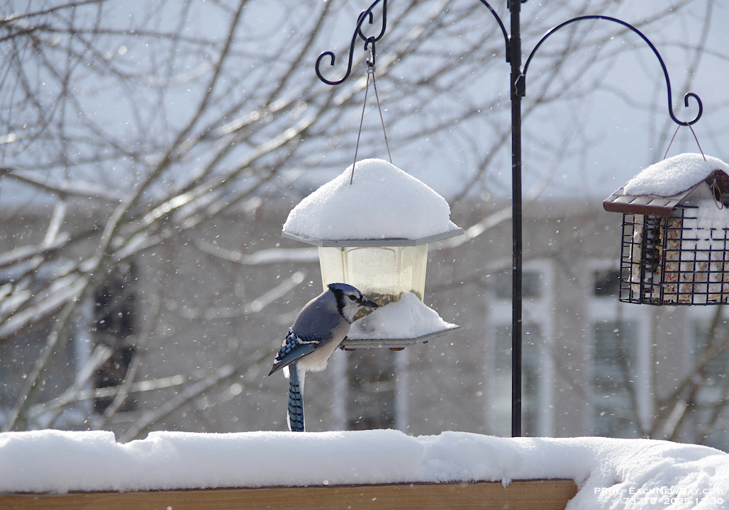73710CrLeUsm - Blue Jey enjoying the feeder